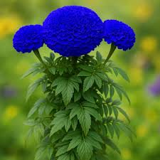 Beautiful Blue Marigold Flower Seeds for Your Home Garden
