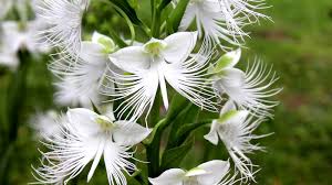 Egret Orchid Seeds for Planting  Create a Stunning Garden Display - Evergrowseeds