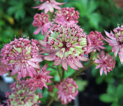 Masterwort Flower seeds for Planting - Garden Favorite, Heirloom & GMO Free Seeds for Home Garden
