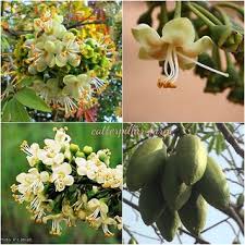 Ceiba Pentandra Flower Seeds  Easy Planting for Tropical Yellow Blooms