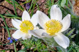 White Anemone Pulsatilla Flower seeds for Planting Vibrant Colors Heirloom & GMO Free Seeds for Home Garden
