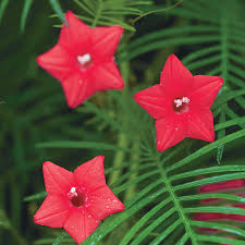 Pink Vinca Art Cypress Seeds or Creeper Flower seeds for Planting - Premium Quality, Heirloom & GMO Free Seeds for Home Garden