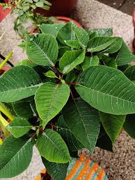 Green Poinsettia Plant Seeds for Planting | Vibrant Green Foliage | Perfect for Your Garden