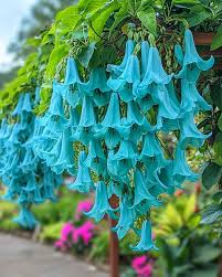 Strongylodon Flower Seeds for Planting  Grow Vibrant Blooms in Your Garden