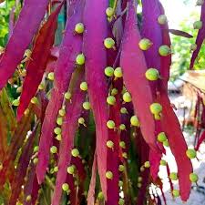 Red Mistletoe Cactus Seeds  Easy to Grow Exotic Plant for Indoor & Outdoor