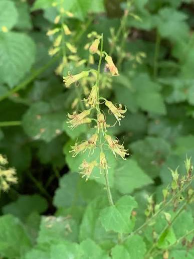 Piggyback Plant Youth On Age Flower Seeds for Planting - Unique Perennial Seeds