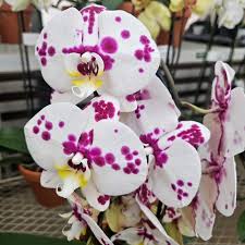 White Violet Phalaenopsis Orchid Seeds for Planting
