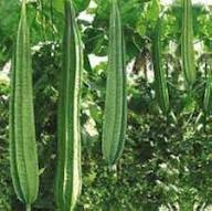 Ridge Gourd Vegetable Seeds for Home Gardening