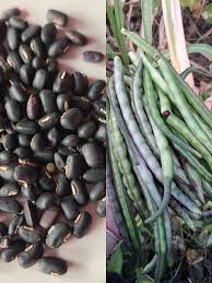 Black Turtle Bean Seeds for Planting  Premium Vegetable Seeds