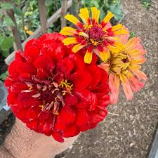 Zowie Flower Planting Seeds for Vibrant Blooms and Thriving Gardens - Seed for Your Colorful Floral Display - Evergrowseeds