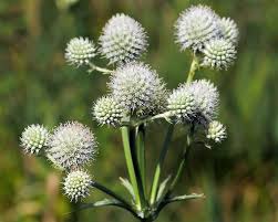 White Rattlesnake Master Flower seeds for Planting - Colorful Display, Heirloom & GMO Free Seeds for Home Garden