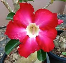 Red Adenium Obesum Flower Planting Seeds - Vibrant Desert Rose Seeds for Your Garden