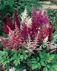 Mixed Astilbe Flower Seeds for Planting