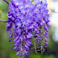 Wisteria Violet Flower Seeds for Planting  Seed for Beautifully Cascading Blooms in Your Garden - Evergrowseeds