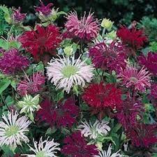 Monarda Bee Balm Mix Seeds for Pollinator-Friendly Flowers