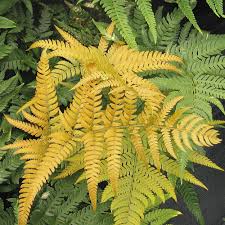 Yellow Green Fern for Planting Sun Loving Heirloom & GMO Free Seeds for Home Garden
 
 Sale