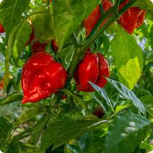 Red Cachucha Vegetable Seeds for Easy Planting