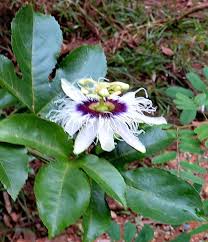 Purple Passiflora Edulis Seeds for Fruit Planting - Evergrowseeds