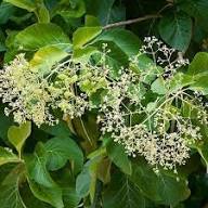 Tectona Tree Seeds for Planting  Premium Seeds for Your Garden