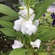 White Balsamina Flower Seeds - Your Guide to Easy Planting and Growing