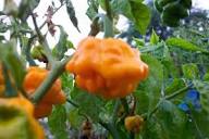 Trinidad Moruga Orange Seeds for Planting
