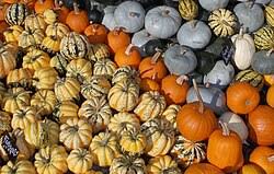 Mixed Pumpkin Planting Seeds for a Bountiful Harvest