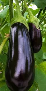 Eggplant Seeds for Planting Solanum Melongena vegetable patch home garden