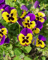 Wavy Viola Tricolor Flower Seeds: Vibrant Blossoms for a Colorful Garden Display