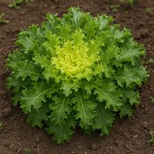 Green Yellow Endive Seeds for Planting  Vegetable Garden Starter