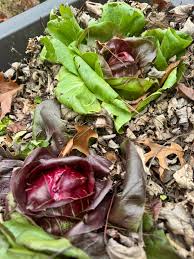 Burgundy Radicchio Planting Seeds - Grow Your Own