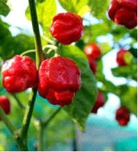 Red Trinidad Scorpion Seeds for Planting  Hot Pepper Variety