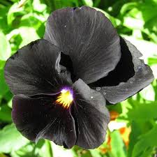 Black Mix Pansy Flower Seeds for Planting Fragrant Blossoms Heirloom & GMO Free Seeds for Home Garden
 
 Sale