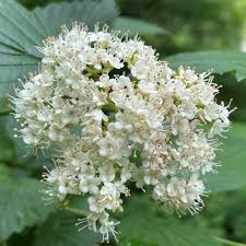 White Arrowwood Flower Seeds for Planting - Easy Growing Garden Seeds - Evergrowseeds