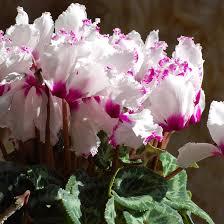 Purple White Cyclamen Flower seeds for Planting - Easy to Grow, Heirloom & GMO Free Seeds for Home Garden