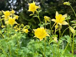 Akelei Yellow Flower Seeds for Planting , Premium Quality Seeds