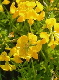 Birdsfoot Flower Seeds  Easy Planting Guide for a Stunning Garden