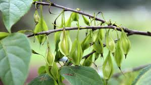 Green Carolina Tree Seeds: Planting Guide
