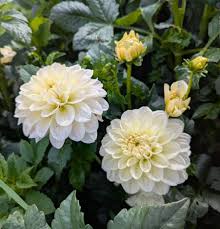 White Green Mixed Dahlia Flower Seeds for Planting Drought Tolerant Heirloom & GMO Free Seeds for Home Garden
 
 Sale