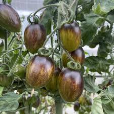 Atomic Tomato Seeds: Ideal for Planting