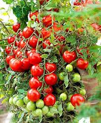Geranium Kiss Tomato Vegetable Seeds for Planting