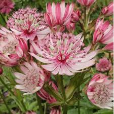 Pink Masterwort Seeds for Planting - Elegant Blooms for Your Garden