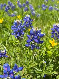 Texas Bluebonnet Flower Seeds for Planting  Vibrant Blue Blooms for Your Garden - Evergrowseeds
