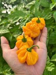 MOA Yellow Scotch Bonnet Pepper Seeds for Planting