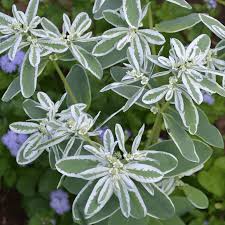 White Euphorbia Marginata for Beautiful Landscaping - Seeds for Vibrant Greenery