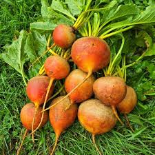 Orange Beet Seeds for Vegetable Planting