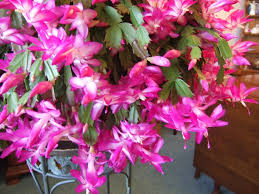 Zygocactus Truncatus Dark Pink Flower Seeds for Planting in Gardens - Easy to Grow Flowering Cactus Seeds