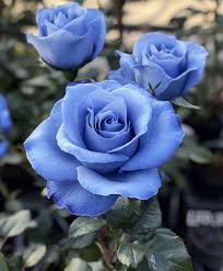 Sky Blue Grey Rose Flower Seeds for Planting Fragrant Blossoms Heirloom & GMO Free Seeds for Home Garden
 
 Sale