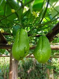 Chayote Seeds for Planting - Premium Vegetable Seeds