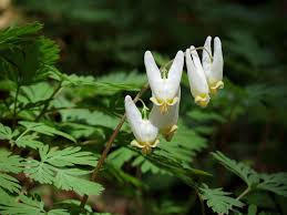 Breeches Flower Planting Seeds - Evergrowseeds