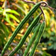 Moringa Seeds Organic Large Size Pkm1 Variety Malunggay Shobhanjana Miracle Tree Drumstick Tree